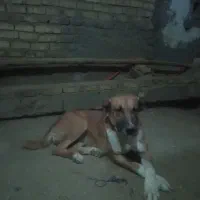 سگ خراسانی