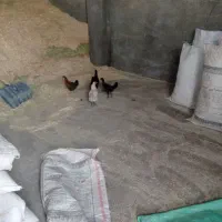 جوجه مرغ محلی