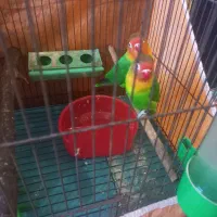 طوطی برزیلی نر و ماده بازیگوش