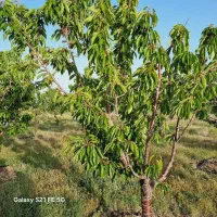 باغ ۳هکتاری شخصی ارمغانخانه