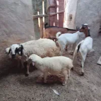 ۳عددکهرنرچاق باسه بره ۲نریکی ماده فروشی