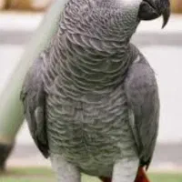 گمشده ،کاسکو، مینودر قزوین، مژدگانی میلیونی
