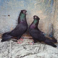 کبوترپرشی دهنجور بشرط پرش بالا ۱۰ساعت بضمانت