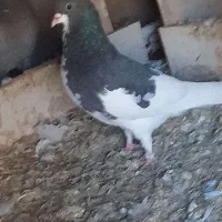 خال شیرازی با طوقی سرخ