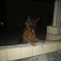 سگ ژرمن شپرد شولاین