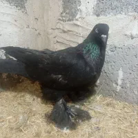 قره ایاخلی وشامی