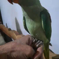 جوجه نر چشم دودی شاه تخم