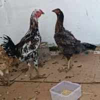 مرغ خروس لاری اصل تاج مر