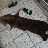 بره نر