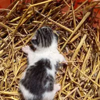 بچه گربه