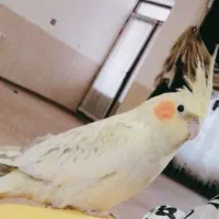 عروس هلندی آرام و باهوش