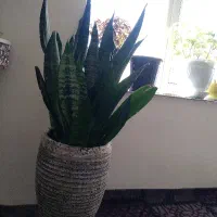 حسن یوسف،سانسوریا