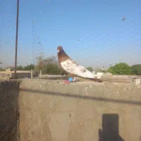 سینه سرخ خونی