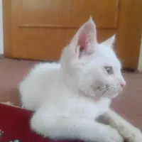 بچه گربه سفید