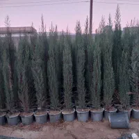 فروش نهال سرو ناز گلدانی مخصوص تابستان تضمینی