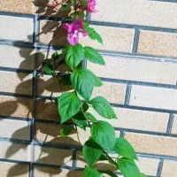 گل کاغذی