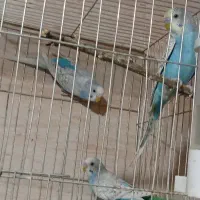 سه عدد مرغ عشق اسپانگل