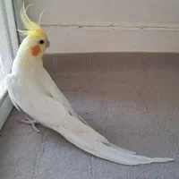 عروس هلندی