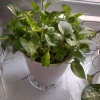 گل های طبعیی