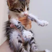 نیاز فوری به سرپرست یا نگهداری موقت بچه گربه