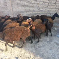 ۳۵راس بره ماده  میش گوسفند