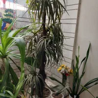نخل مصنوعی بزرگ با گلدان بزرگ سرامیگی