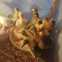 جوجه غاز پنج روزه سالم و سلامت محلی