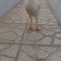 خروس جوان ۷ماهه