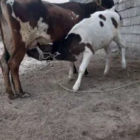 گاو زاییده آبستن