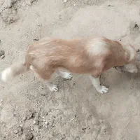 سگ ژرمن|سگ|خواف, |دیوار