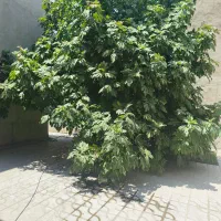 رهن-و-اجاره-همکف