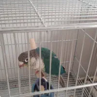 گرینچیک تراکوئیس نر بالغ|پرنده|قم, انسجام|دیوار