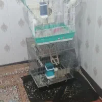 دو جفت عروس
