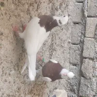چند جفت کبوتر