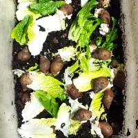 حلزون|خزنده|شیروان (خراسان), |دیوار