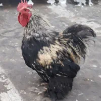 مرغ و خروس کوشین