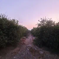 یک-هکتار-باغ-لیمو-ثمری-نزدیک-به-شهر-رودان