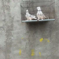 کفتر|پرنده|اهر, |دیوار