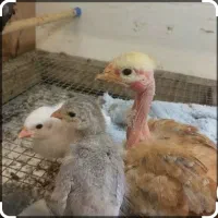 نیازمندجوجه گردن لختی