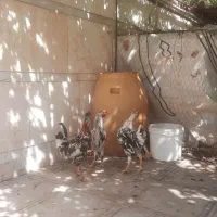 خروس گلین لری