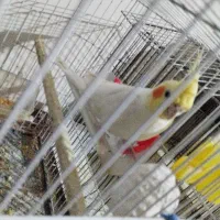 عروس هلندی جفت با دوتا جوجه