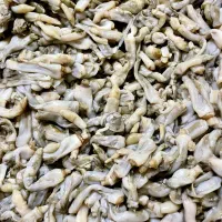 صدف ملوک ( صدف استوانه ای )