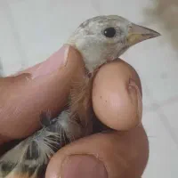 جوجه سهره