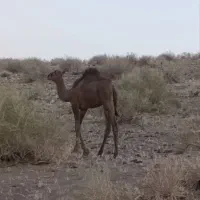 شتر|حیوانات مزرعه|شوسف, |دیوار