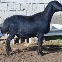 tttفروشی شبانروزی باقصاب درمحل وحضوری زنده دام