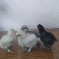 جوجه برهما و ابریشمی ۲۰ روزه واکسن خورده