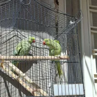 طوطی ملنگو نر ماده