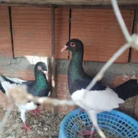 نرماده یهودی باکربلایی