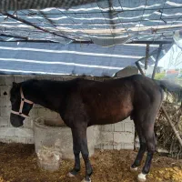 اسب خوب و سر حال برای فروش