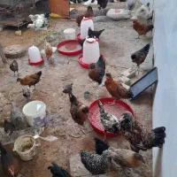 فروش مرغ خروس جوجه
